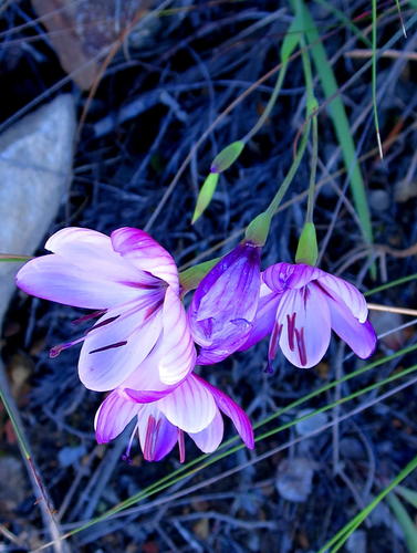 Geissorhiza elsiae