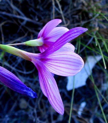 Geissorhiza elsiae