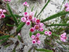 Lachnospermum umbellatum