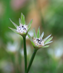 Eriocaulon miquelianum