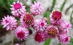 Lachnospermum umbellatum