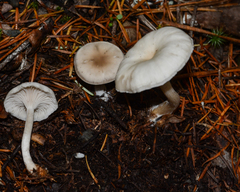 Spodocybe trulliformis