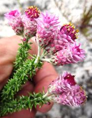 Lachnospermum umbellatum