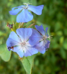 Ceratostigma