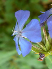 Ceratostigma