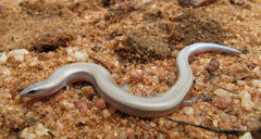 Scelotes limpopoensis