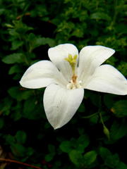 Magnoliopsida