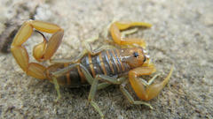 Uroplectes planimanus