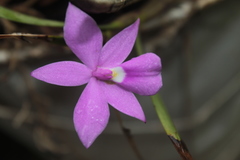 Dimerandra emarginata