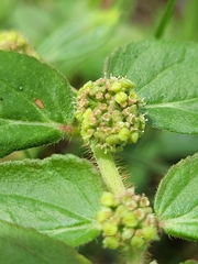 Euphorbia hirta image