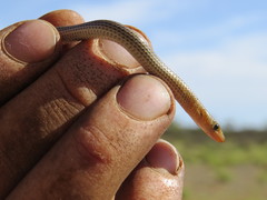 Delma nasuta