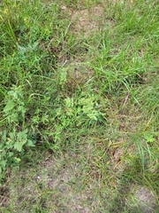 Euphorbia hirta image