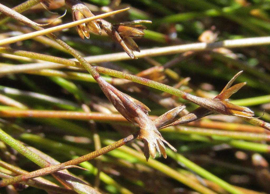 Restio debilis (Restio debilis)