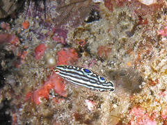 Halichoeres cosmetus