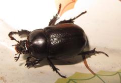Cyphonistes vallatus