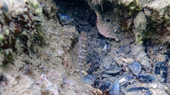 Gobius fallax
