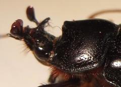 Cyphonistes vallatus