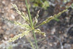 Eragrostis chloromelas