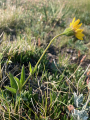 Arnica angustifolia