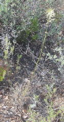 Eragrostis chloromelas