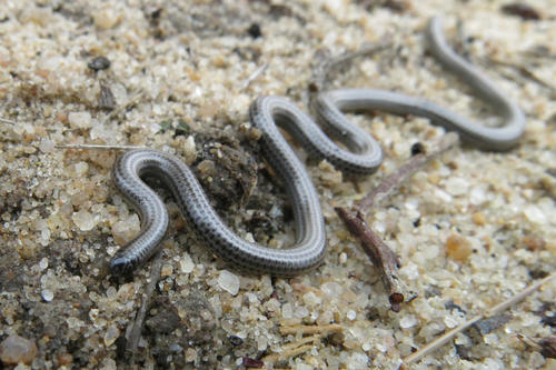 Distant's Thread Snake