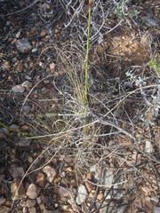 Eragrostis chloromelas