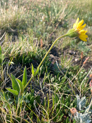Arnica angustifolia