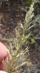 Eragrostis chloromelas
