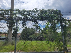 Parthenocissus quinquefolia image