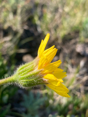 Arnica angustifolia
