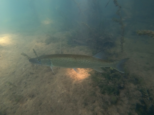 Chain pickerel (Esox niger) — Esocidae — 4
