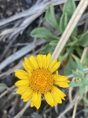 Arnica angustifolia