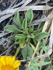 Arnica angustifolia