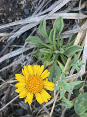 Arnica angustifolia