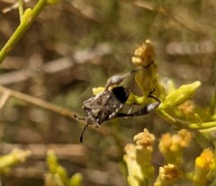 Merocoris curtatus