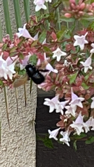 Xylocopa