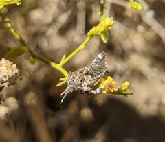 Merocoris curtatus