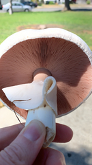 Agaricus