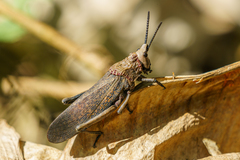 Dictyophorus griseus