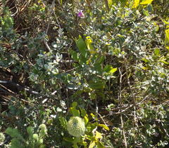 Podalyria burchellii