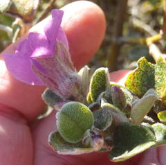 Podalyria burchellii