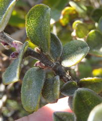 Podalyria burchellii