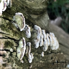 Fungi