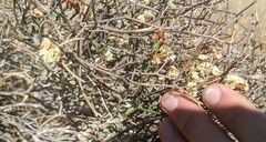 Eriogonum heermannii