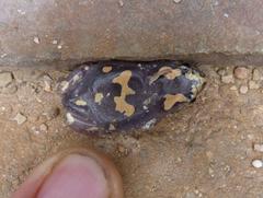 Phrynomantis annectens