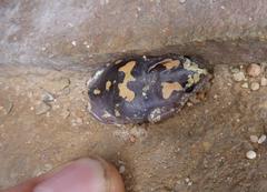 Phrynomantis annectens