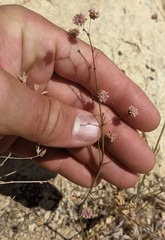 Eriogonum angulosum