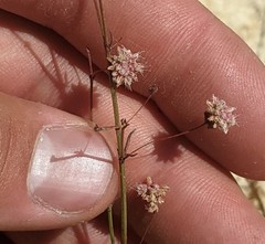 Eriogonum angulosum