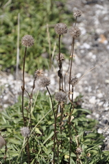 Globularia trichosantha