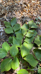 Cornus kousa